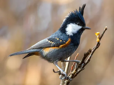 Московка (Periparus ater).. Фотограф КарОл
