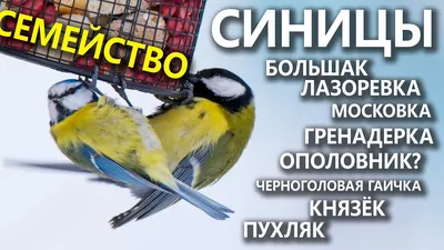 Лесные птицы-синицы - Михаил Соколов