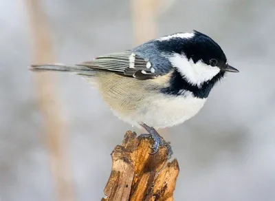 Синица-московка (Periparus ater). Photographer KarOl
