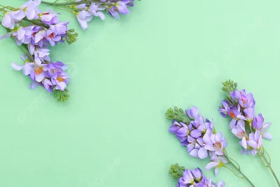 Сиреневые цветы клематиса со свободным местом для надписи Stock Photo |  Adobe Stock