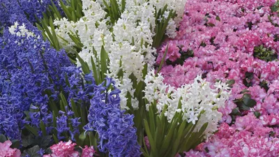 Скачать 1920x1080 сакура, цветы, весна, цветение, розовый обои, картинки  full hd, hdtv, fhd, 1080p