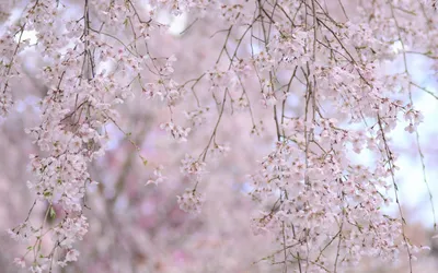 Скачать обои Весна, цветение, розовые цветы, синее небо на рабочий стол из  раздела картинок Весна