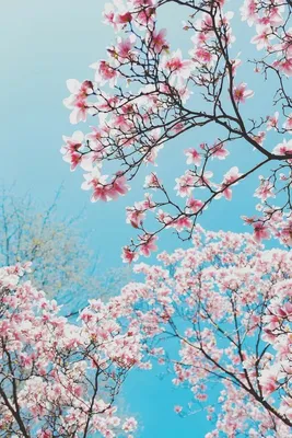 Скачать обои солнце, цветы, дерево, весна, раздел цветы в разрешении  2048x1365