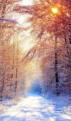 Обои Природа Зима, обои для рабочего стола, фотографии природа, зима, снег,  лес Обои для рабочего стола, скачать обои картинки заставки на рабочий стол.