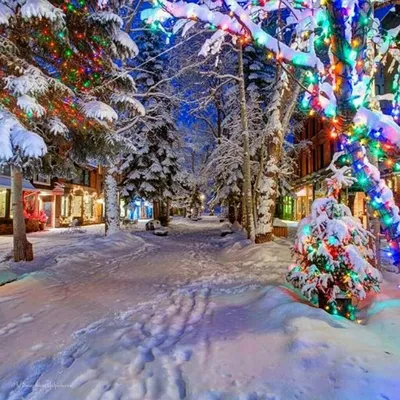 Сказочная зима | Colorado christmas, Beautiful christmas, Christmas tree  outside