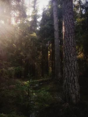 Густой сказочный лес - 72 фото