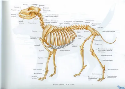 Скелет собаки | Dog Skeletal Anatomy | Anatomie du chien, Anatomie du chat,  Animaux