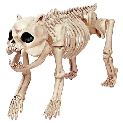 Скелет собаки иллюстрация штока. иллюстрации насчитывающей здоровье -  146234087