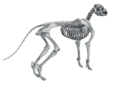 Скелет собаки в студии | Бесплатно Фото