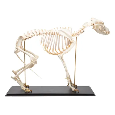 Анатомия собачьего скелета - Анатомия мужского скелета собаки стоковое фото  ©decade3d 71346951