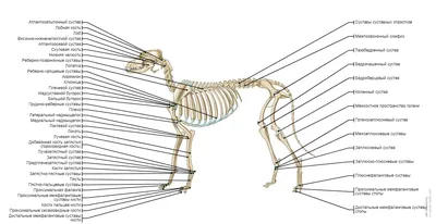 Скелет собаки: иллюстрации: нормальная анатомия | vet-Anatomy