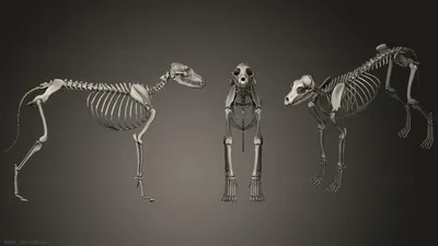49. Класс Млекопитающие. Внешнее строение, скелет и мускулатура  млекопитающих