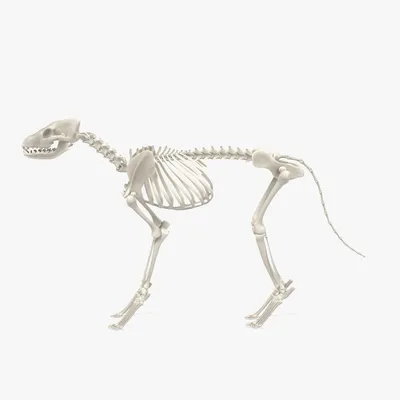 Скелет собаки - анатомия Familiaris волчанки волка - взгляд перспективы  Иллюстрация штока - иллюстрации насчитывающей пясть, раздел: 50368341