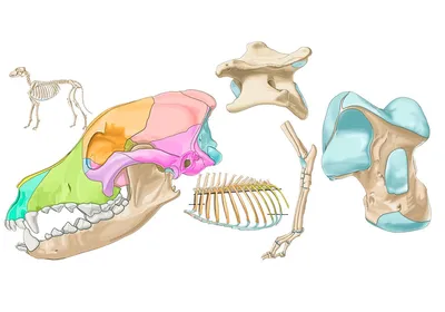 Скелет собаки зимой» — создано в Шедевруме