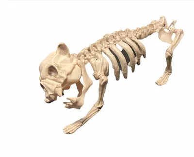 Скелет собаки 3D Модель $169 - .blend .fbx .unknown .obj .dae .3ds - Free3D