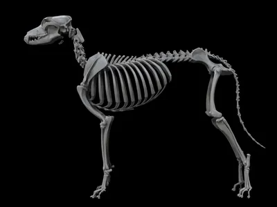 ᐉ Собака-скелет пластик 42х22 купить Скелеты для декора на Хэллоуин в  Украине ➦ Цена на Декорации на Хэллоуин в магазине ≡4party≡