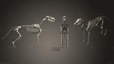 Скелет собаки Хелоуин» — создано в Шедевруме