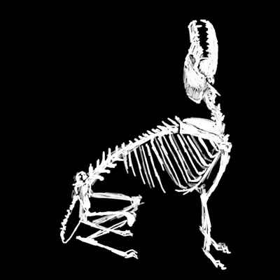 Cgi анимация скелета собаки, 3d иллюстрация собаки, стоящей и смотрящей на  кость, Hd фотография фото фон картинки и Фото для бесплатной загрузки