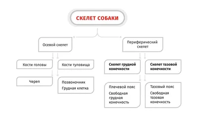 Скелет собаки - Фрилансер Юлия Михайловская vecahbc - Портфолио - Работа  #4228042