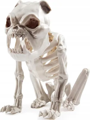 ПВХ большой размер скелет собаки модель животного Скелет Канан ветеринарные  учебные пособия животных обучающая модель 55x20x25 см с основой | AliExpress