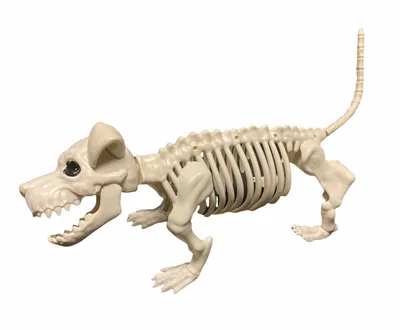 Кожа и скелет собаки 3D Модель $149 - .obj .max - Free3D
