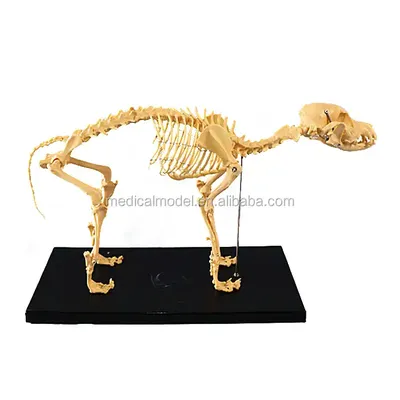 Скелет собаки 3D модель - Скачать Животные на 3DModels.org