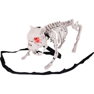 Скелет собаки стоковое изображение. изображение насчитывающей микстура -  27174149