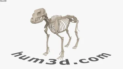 скелет собаки, модель скелета собаки| Alibaba.com