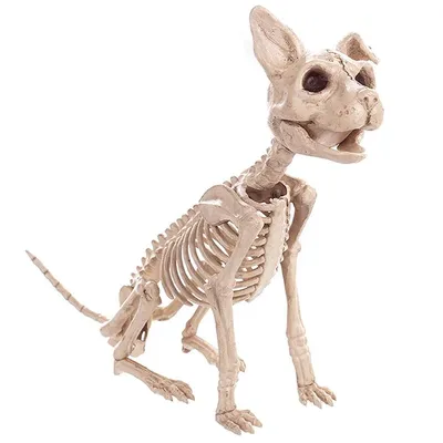 Собака скелет модель образования модель собачий Скелет стандартный размер  Собака Дисплей лаборатория обучение ветеринарных животных | AliExpress