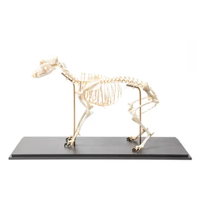 Скелет собаки 3D модель - Круговой обзор 360 градусов - 3DModels