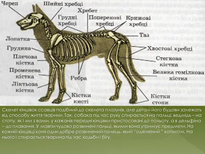 Скелет собаки (Canis lupus familiaris), размер L, гибкий, препарат -  1020991 - T300401L - Хищники (Carnivora) - 3B Scientific