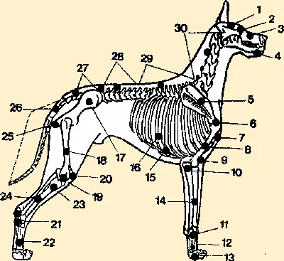 Ответы Mail.ru: Скелет собаки