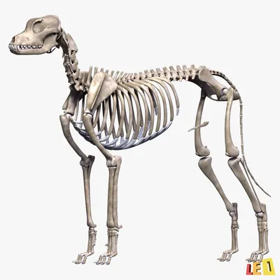 Скелет собаки - анатомия Familiaris волчанки волка - взгляд сверху Стоковое  Фото - изображение насчитывающей максиллярно, раздел: 50368374