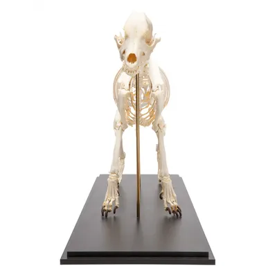 Анатомічна модель скелета собаки, 190910 (ID#1846476740), цена: 9432 ₴,  купить на Prom.ua