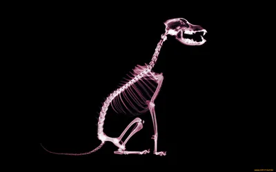 Скелет собаки 3D model - Скачати Тварини на 3DModels.org