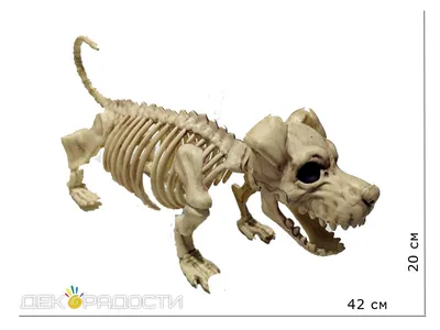 Бутафория скелет Собаки купить за 2130 грн. в магазине Personage.ua