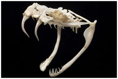 Скелеты животных в галерее палеонтологии и сравнительной анатомии в Париже  Редакционное Фотография - изображение насчитывающей скелет, старо: 79550832