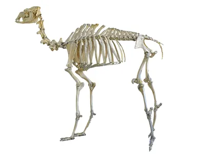 Как выглядят скелеты различных животных | Amazing Animals | Дзен