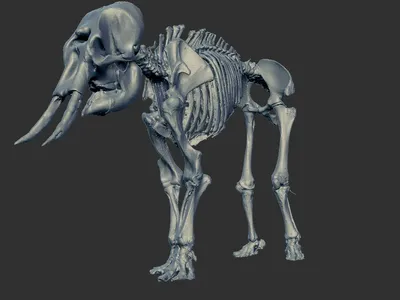 Скелеты животных HD 3D Модель $199 - .obj .unknown .max - Free3D
