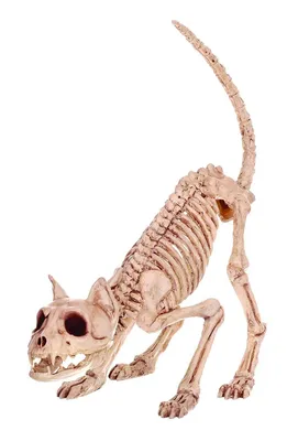 9 удивительных скелетов животных | Хочу Знать | Дзен
