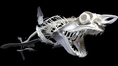 Фэнтези Bone Скелет кошки животного lil' Kitty bonez костей скелета для  ужасов halloween украшения | Хэллоуин скелеты, Скелет, Кошки