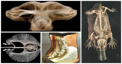 Скелеты различных животных | Пикабу