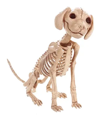 Остеологи из Франции публикуют в Instagram фотографии скелетов разных  животных (13 фото) » Триникси