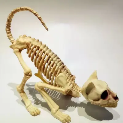Ужасы скелеты животных: купить декоративный скелет на Хэллоуин в магазине  Toyszone.ru