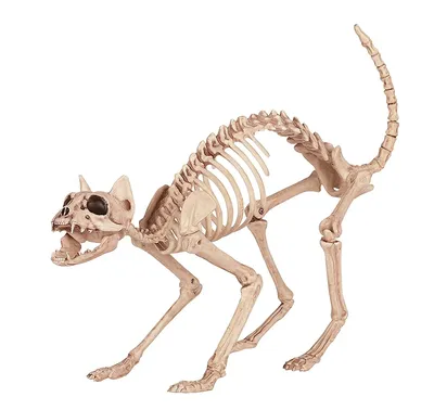 Будут ли люди похожи на животных, если дать им звериный скелет?