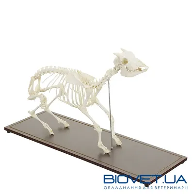 Высокое качество Скелет Крыса Мышь 100% Пластиковые скелеты животных кости  для ужасов Хэллоуин украшение бесплатная доставка | AliExpress