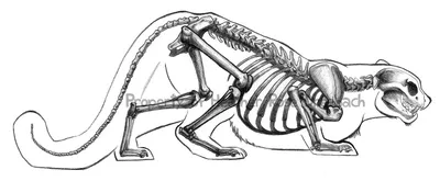 Skeleton | Рисовать животных, Рисовать, Скелет