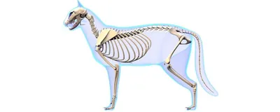 Скелеты различных животных | Пикабу