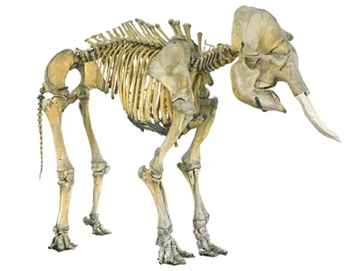 Лекция 4 Периферический скелет домашних животных
