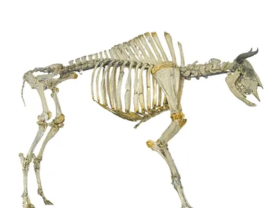 Видео: как выглядят скелеты настоящих и вымерших животных | TravelAsk | Дзен